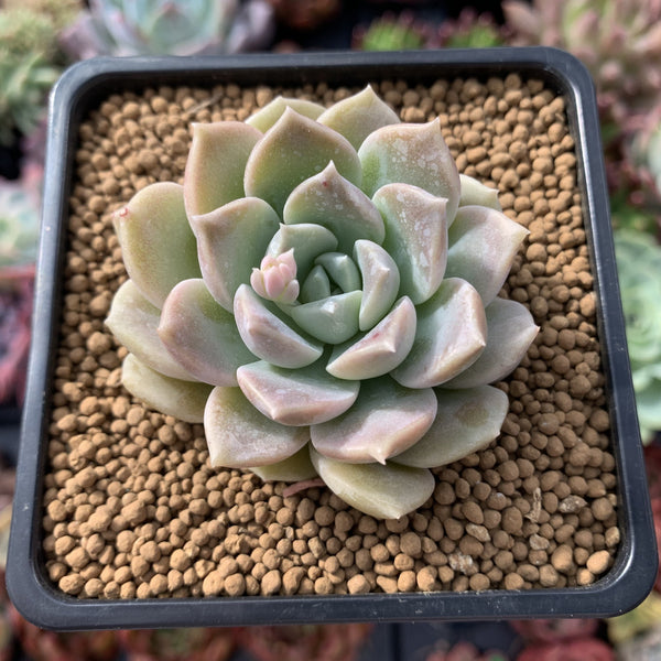 Echeveria 'High Stone' 1"-2" New Hybrid Powdery Succulent Plant