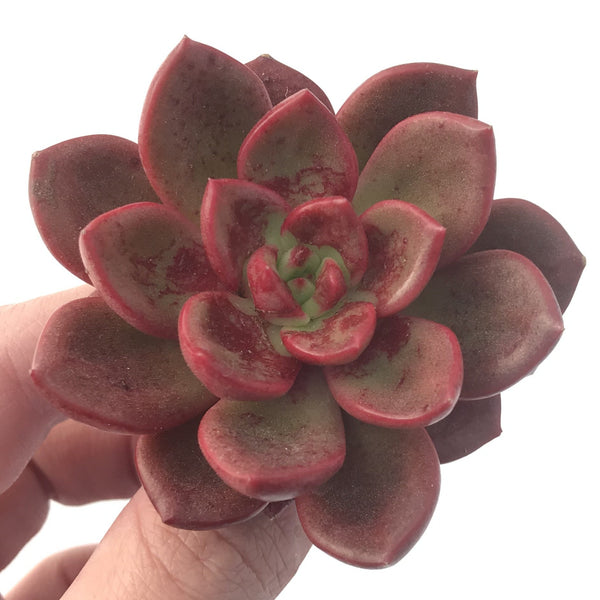 Echeveria Agavoides 'Chapote' 2" Succulent Plant