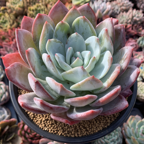 Echeveria 'Ivory' 7"-8" Extra Large Powdery Succulent Plant