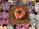 Echeveria Agavoides 'Hestia' 1" Succulent Plant