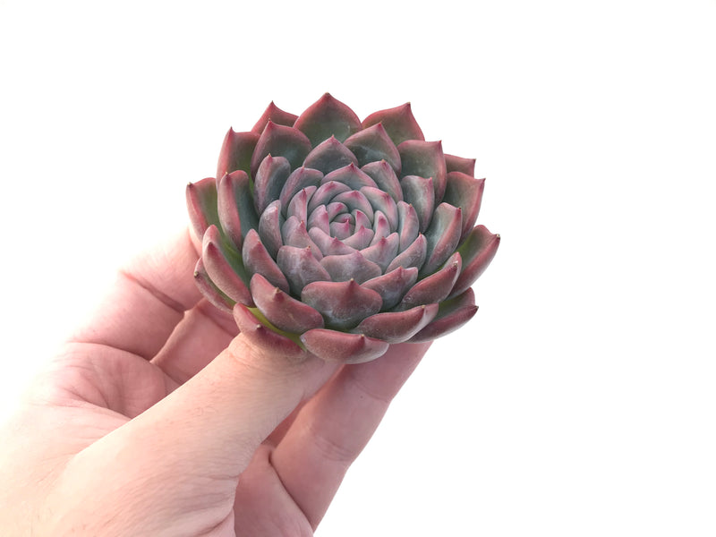 Echeveria 'Kerlean' 4" Succulent Plant