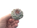 Echeveria 'Red Velvet 1"-2" Succulent Plant