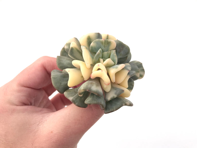 Echeveria 'Cubic Frost' Variegated 3" Succulent Plant