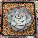 Echeveria 'Peach Cream' 4" Powdery Succulent Plant