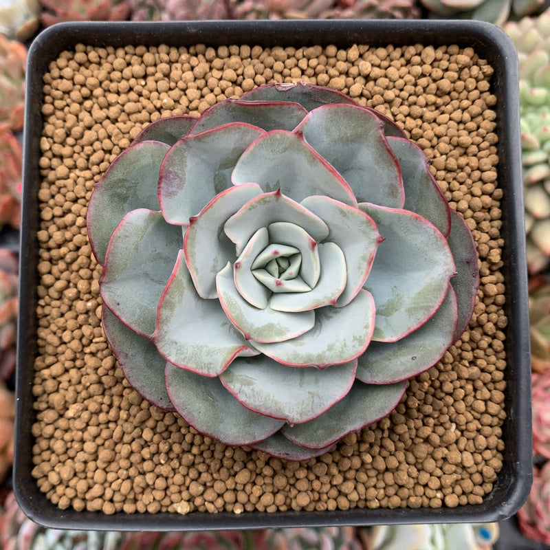 Echeveria 'Peach Cream' 4" Powdery Succulent Plant