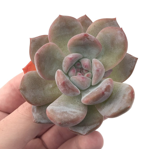 Echeveria 'Hosikage' 2"-3" Powdery Succulent Plant