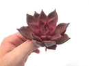 Echeveria Agavoides 'Red Ebony' 3"-4" Rare Succulent Plant