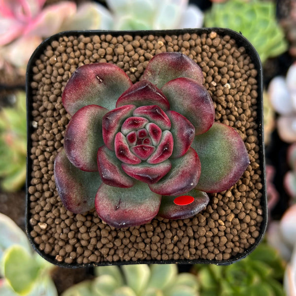 Echeveria Agavoides 'Tim' 1" Succulent Plant