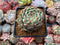 Echeveria 'Tippy' 3" Succulent Plant