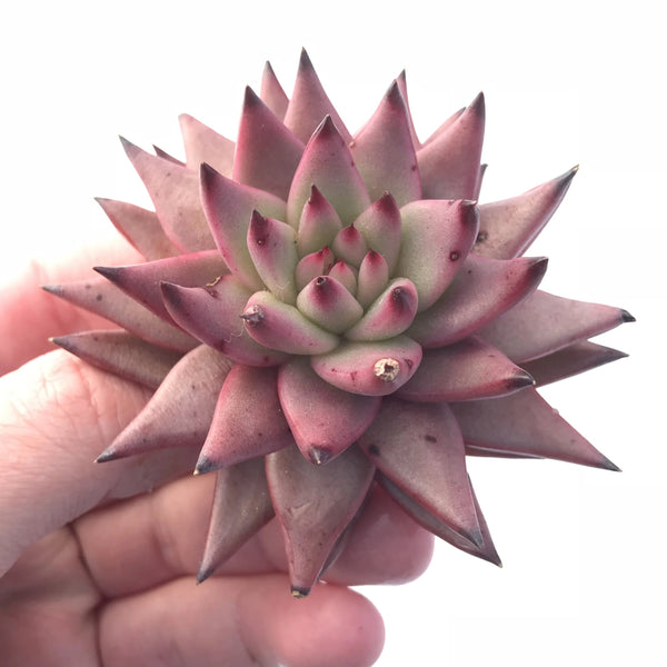 Echeveria Agavoides Sirius 2”-3” Rare Succulent Plant