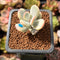 Cotyledon 'Orbiculata' Variegated 1" Small Cutting Succulent Plant *Cutting*