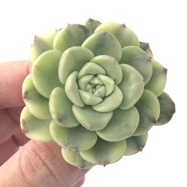 Echeveria Agavoides 'Tinkerbell' Variegated 1" Succulent Plant