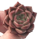 Echeveria 'Jelly Peach' Small 1" New Hybrid Succulent Plant