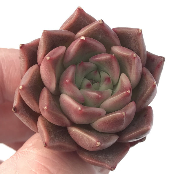 Echeveria 'Jelly Peach' Small 1" New Hybrid Succulent Plant