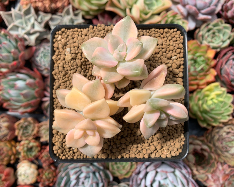 Graptoveria 'Titubans' Variegated 3"-4" Succulent Plant