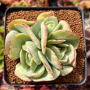 Echeveria ‘Mocha’ Variegated 4" Succulent Plant