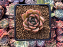 Echeveria Agavoides 'Timmo' 1" Succulent Plant