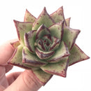 Echeveria Agavoides Mexican Maria 3” Rare Succulent Plant