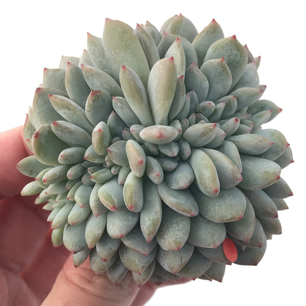 Echeveria 'Orange Monroe' Crested' 3"-4" Succulent Plant