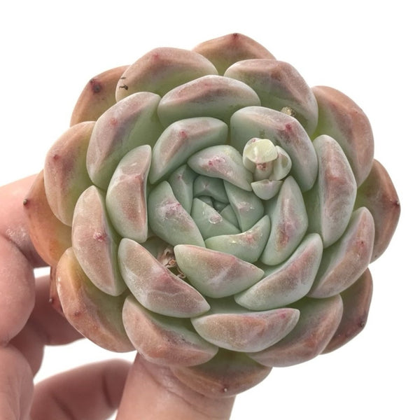 Echeveria 'Helena' Hybrid 3" Rare Succulent Plant