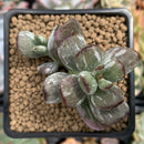 Cotyleydon Orbiculata Var. 'Hoppi' Variegated 2" Succulent Plant