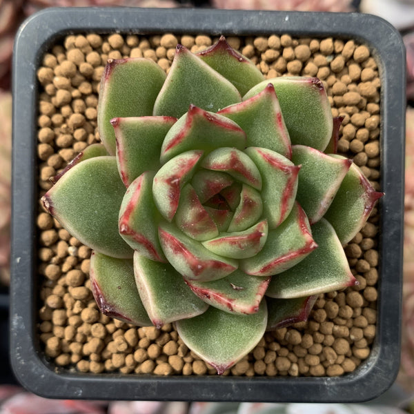 Echeveria Agavoides 'Cass' 2" Succulent Plant