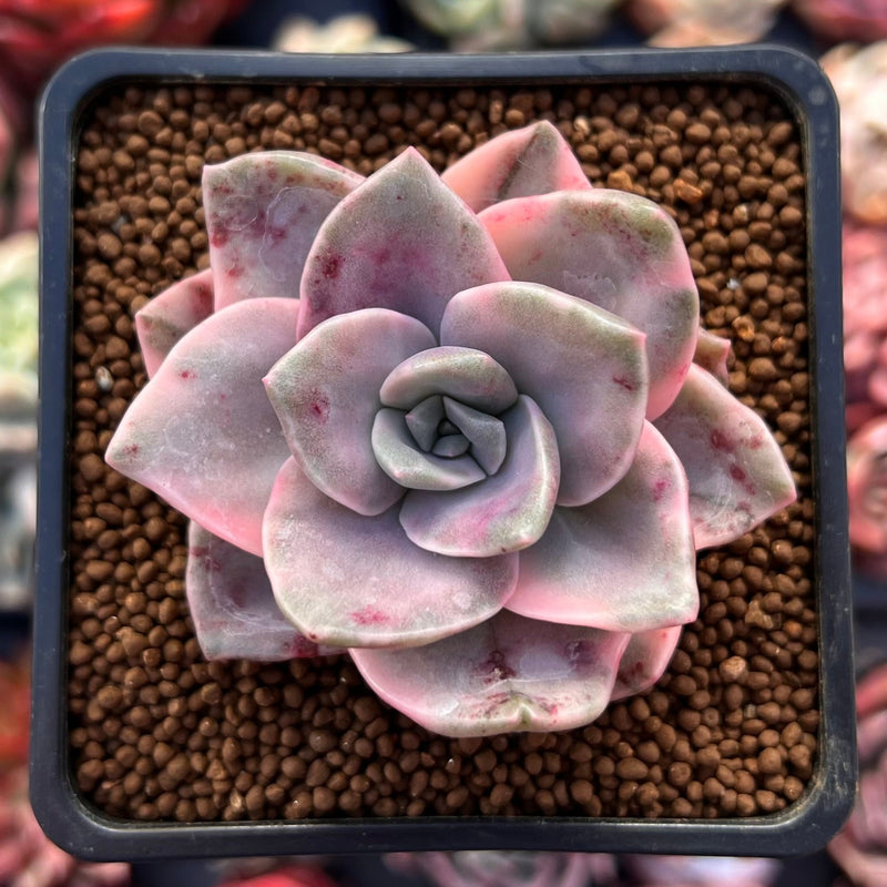 Graptopetalum 'Bainesii' Variegated 2" Succulent Plant