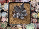 Echeveria 'Unguiculata' 2"-3" Succulent Plant