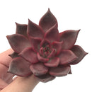 Echeveria Agavoides 'Red Ebony' 3"-4" Rare Succulent Plant