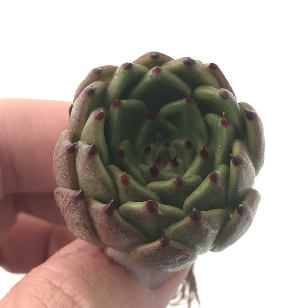 Echeveria Agavoides 'Redtip' 1" Rare Succulent Plant