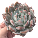 Echeveria 'Orange Monroe' 5"-6" Powdery Succulent Plant