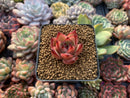 Echeveria Agavoides sp. 1" Small Succulent Plant