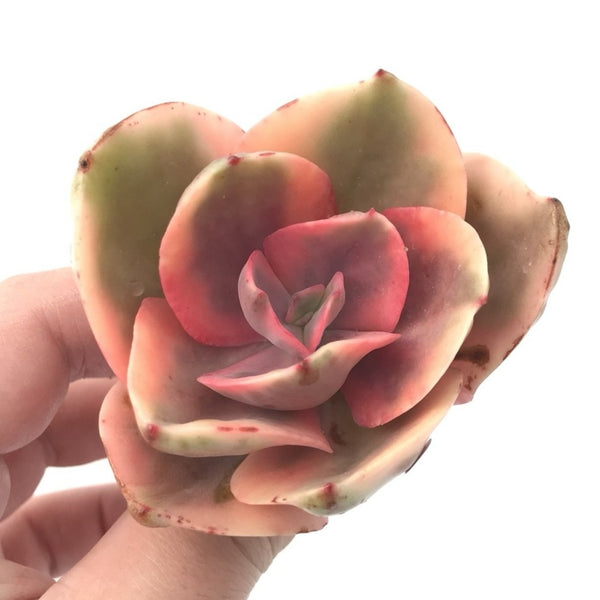 Echeveria 'Golden State’ Variegated 2"-3” Rare Succulent Plant