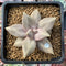 Echeveria 'Xichuensis' 2"-3" Succulent Plant