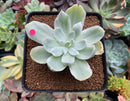 Echeveria 'Pastel' Variegated 3" Succulent Plant