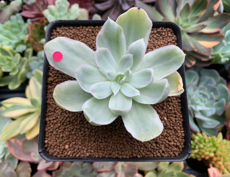 Echeveria 'Pastel' Variegated 3" Succulent Plant