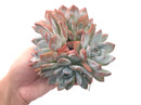 Echeveria 'Ivory' Hybrid Cluster 8" Large Specimen Rare Succulent Plant