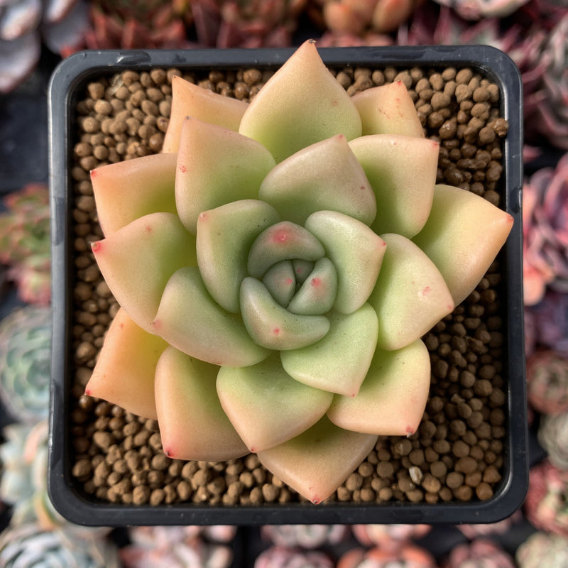 Echeveria Agavoides 'Lydia' 2"-3" Succulent Plant