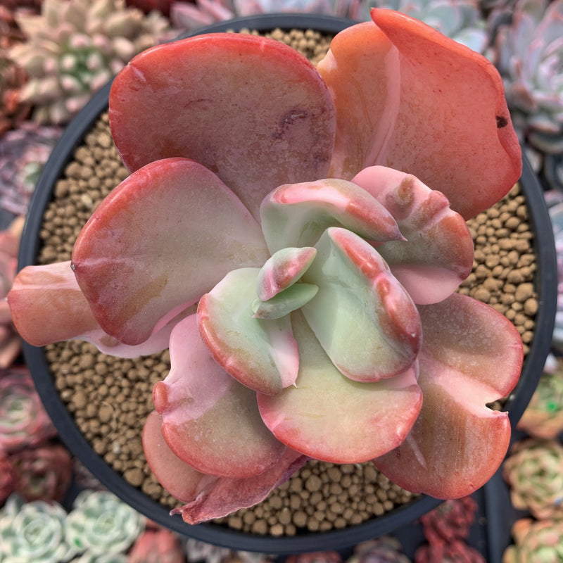 Echeveria 'Beserk' Variegated 4" Succulent Plant