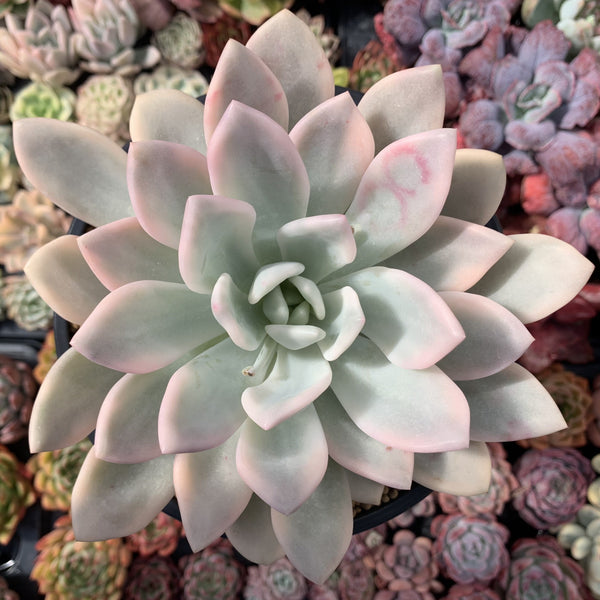 Graptoveria 'Opalina' Variegated 7" Extremely Large Rare Succulent Plant