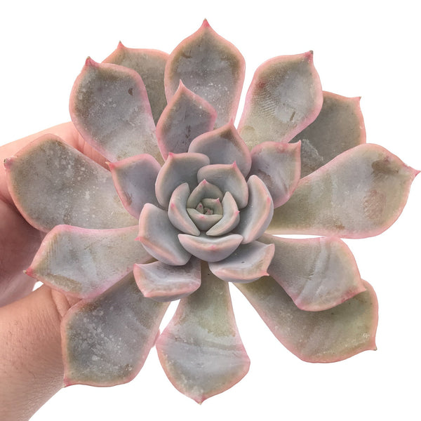 Echeveria 'Fiona' 2"-3" Succulent Plant