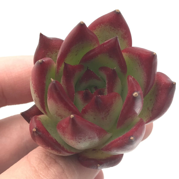 Echeveria Agavoides ‘Red Ebony’ Super Clone 1"-2" Rare Succulent Plant