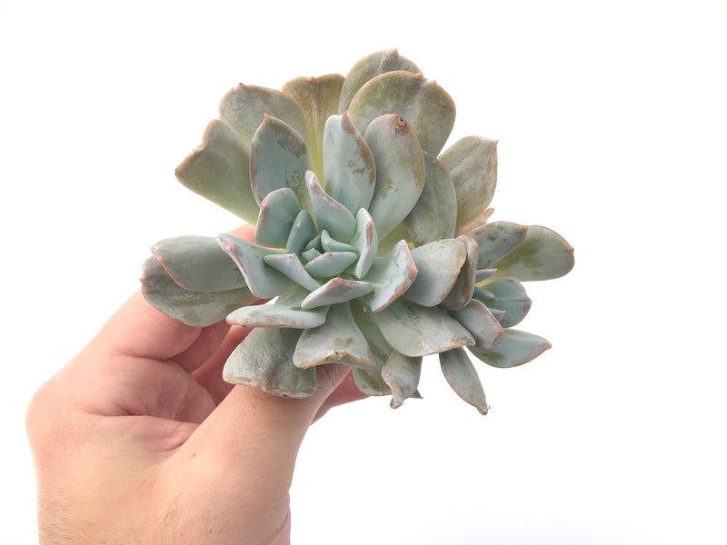 Echeveria 'Exotic' Laui x Topsy Turvery Hybrid 4" Powdery Succulent Plant