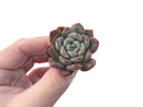 Echeveria 'Timothy' 1" Succulent Plant