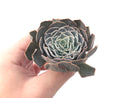 Echeveria 'Shaviana' 3" Succulent Plant