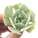 Echeveria 'Cooks Pride' Variegated 3" Rare Succulent Plant