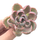 Echeveria 'Hearts Delight' Variegated AKA 'Beyonce Rainbow' 3"-4" Succulent Plant