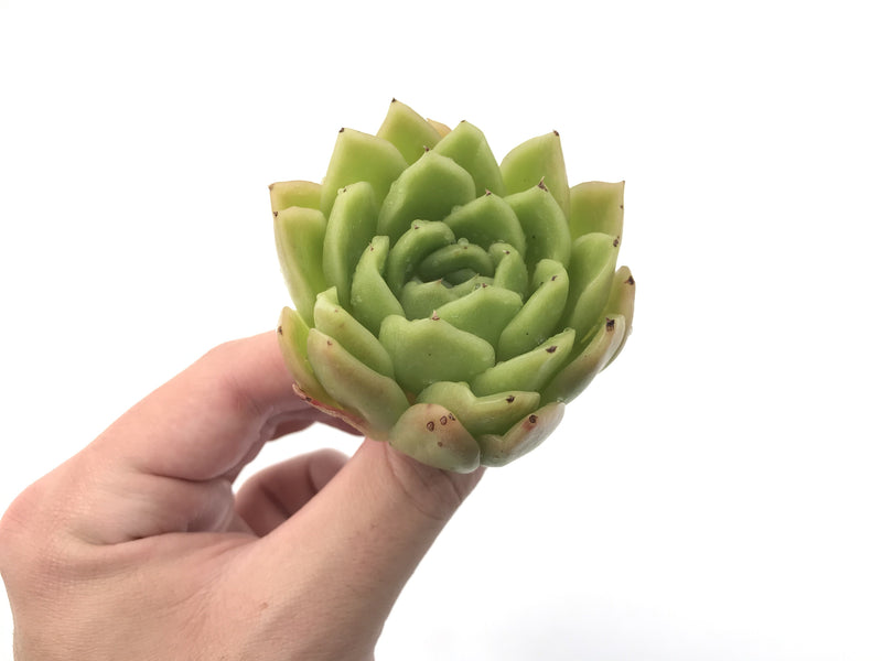 Echeveria Agavoides 'Raja' 2"-3" Rare Succulent Plant