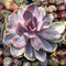 Echeveria 'Perle von Nurnberg' Variegated 5" Succulent Plant