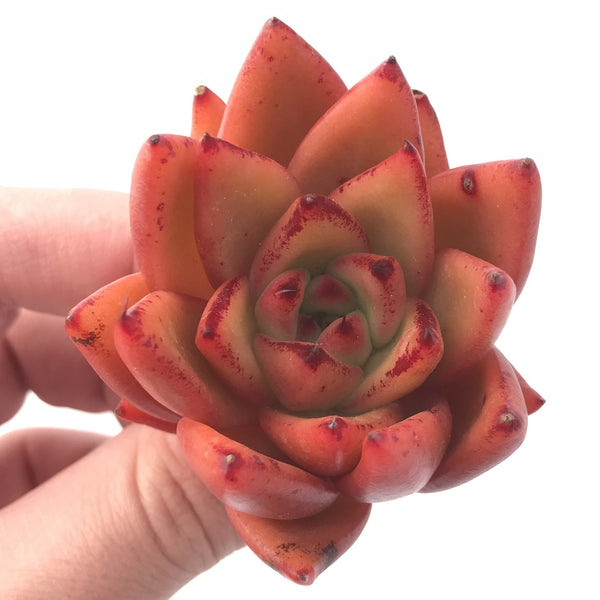 Echeveria Agavoides Mundy Selected Clone 2”-3” Rare Succulent Plant